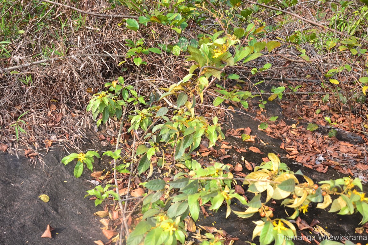 Hugonia ferruginea Wight & Arn.